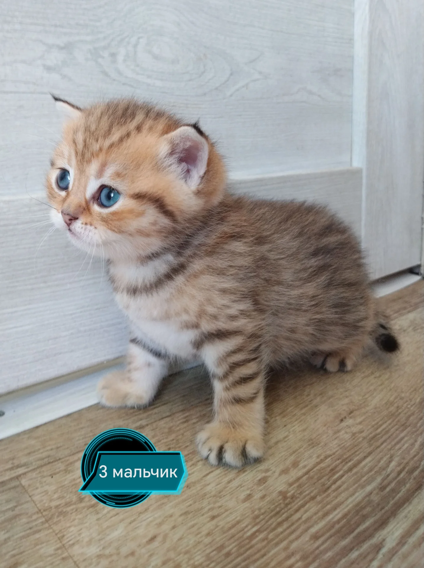Шотландские котята - миниатюра 5