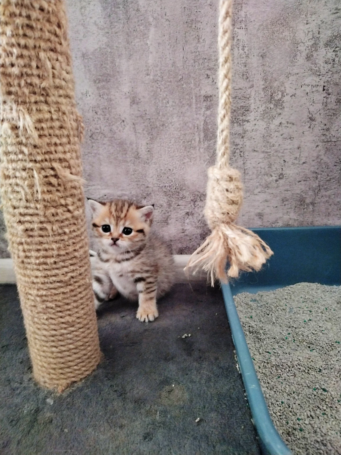Шотландские котята - миниатюра 6