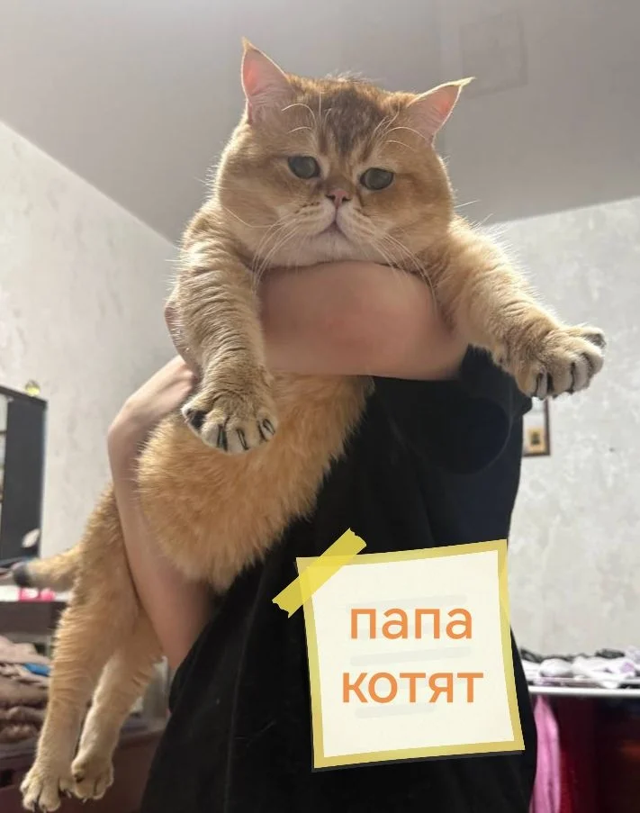 Шотландские котята - миниатюра 8