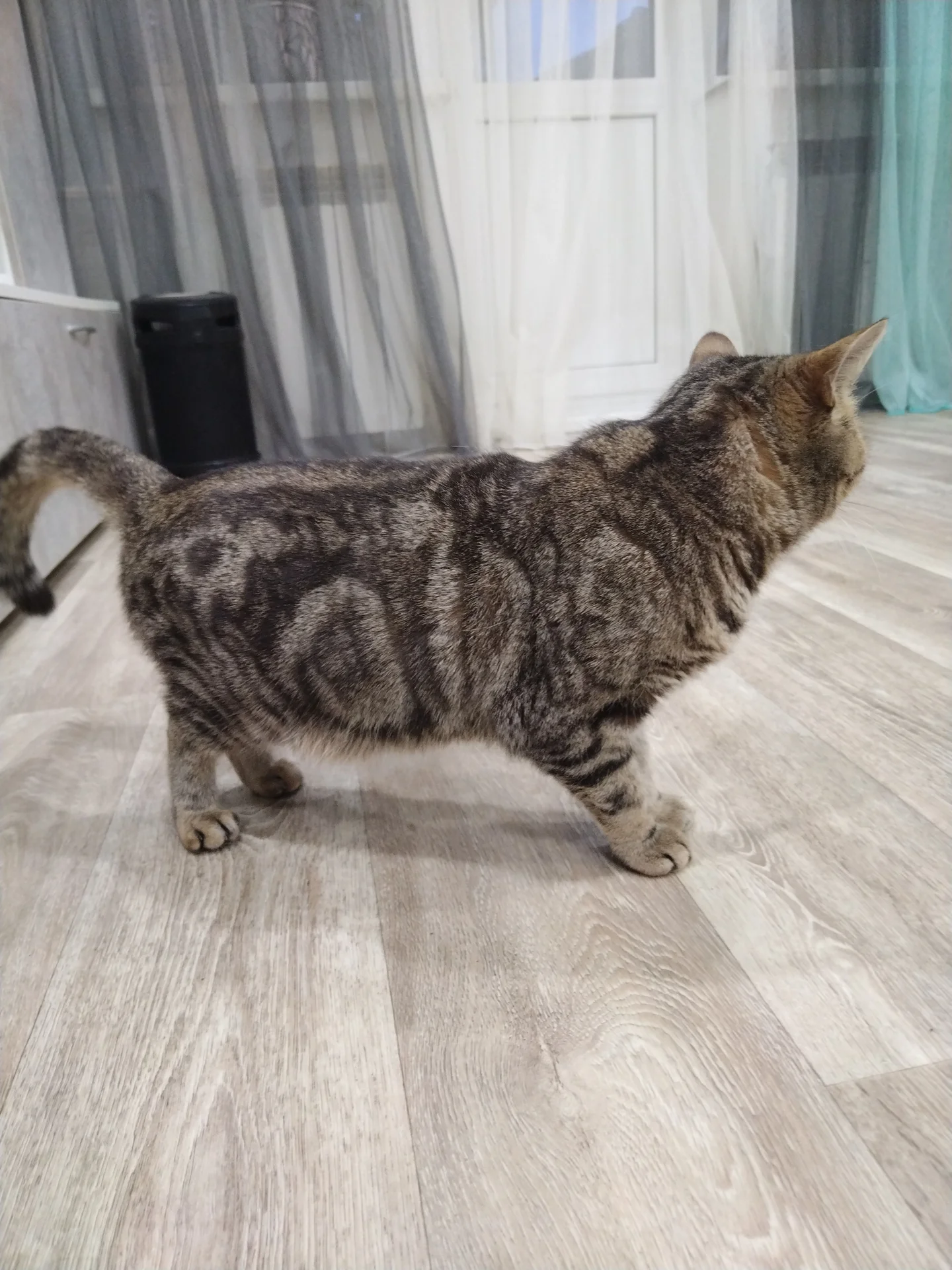 Шотландские котята - миниатюра 9
