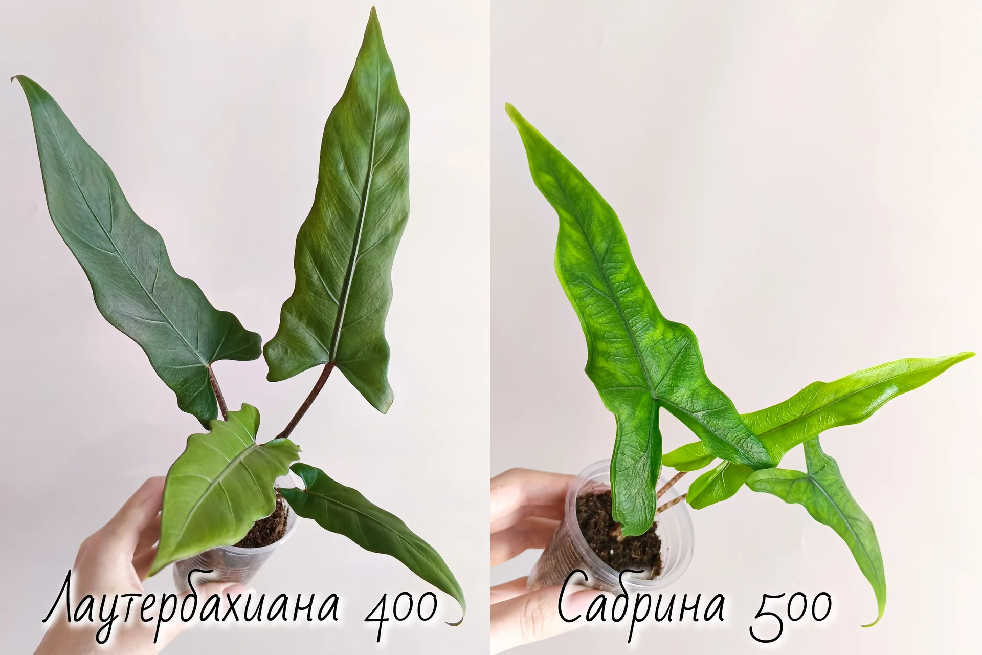 Алоказии разные - миниатюра 9