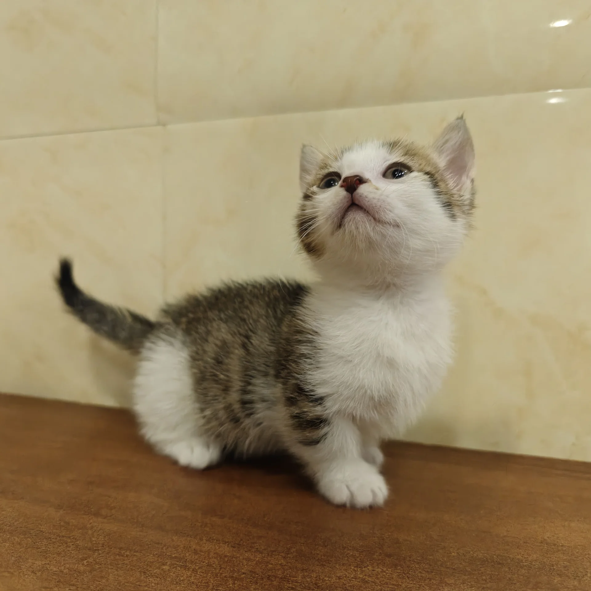 Котёнок манчкин - изображение 1