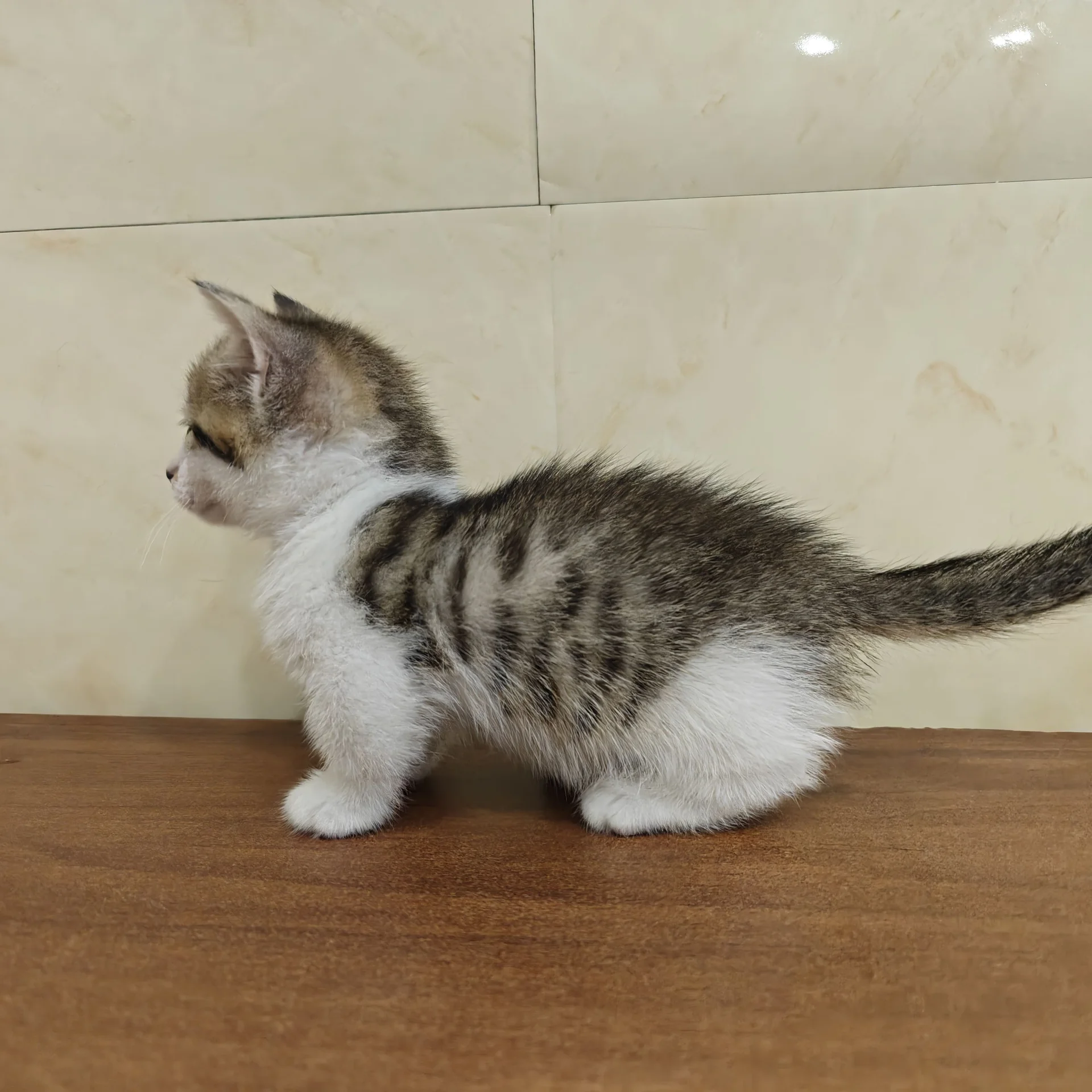Котёнок манчкин - миниатюра 3