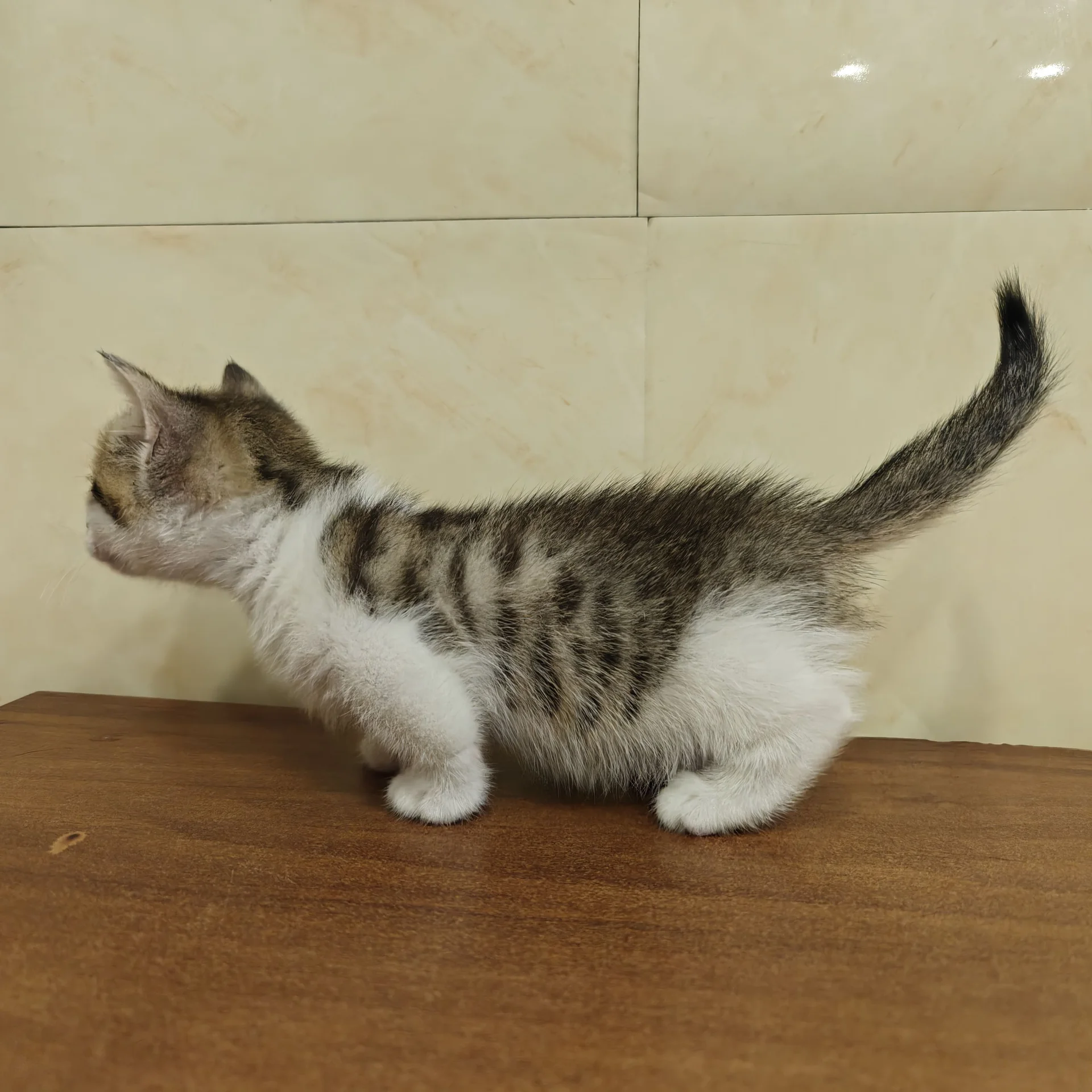 Котёнок манчкин - миниатюра 4