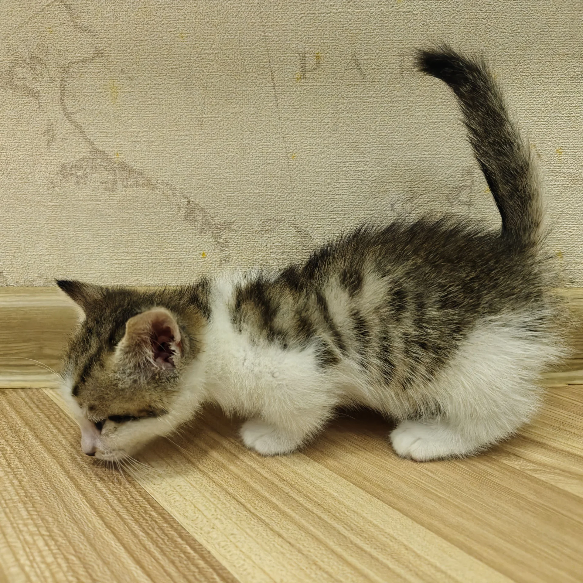 Котёнок манчкин - миниатюра 5