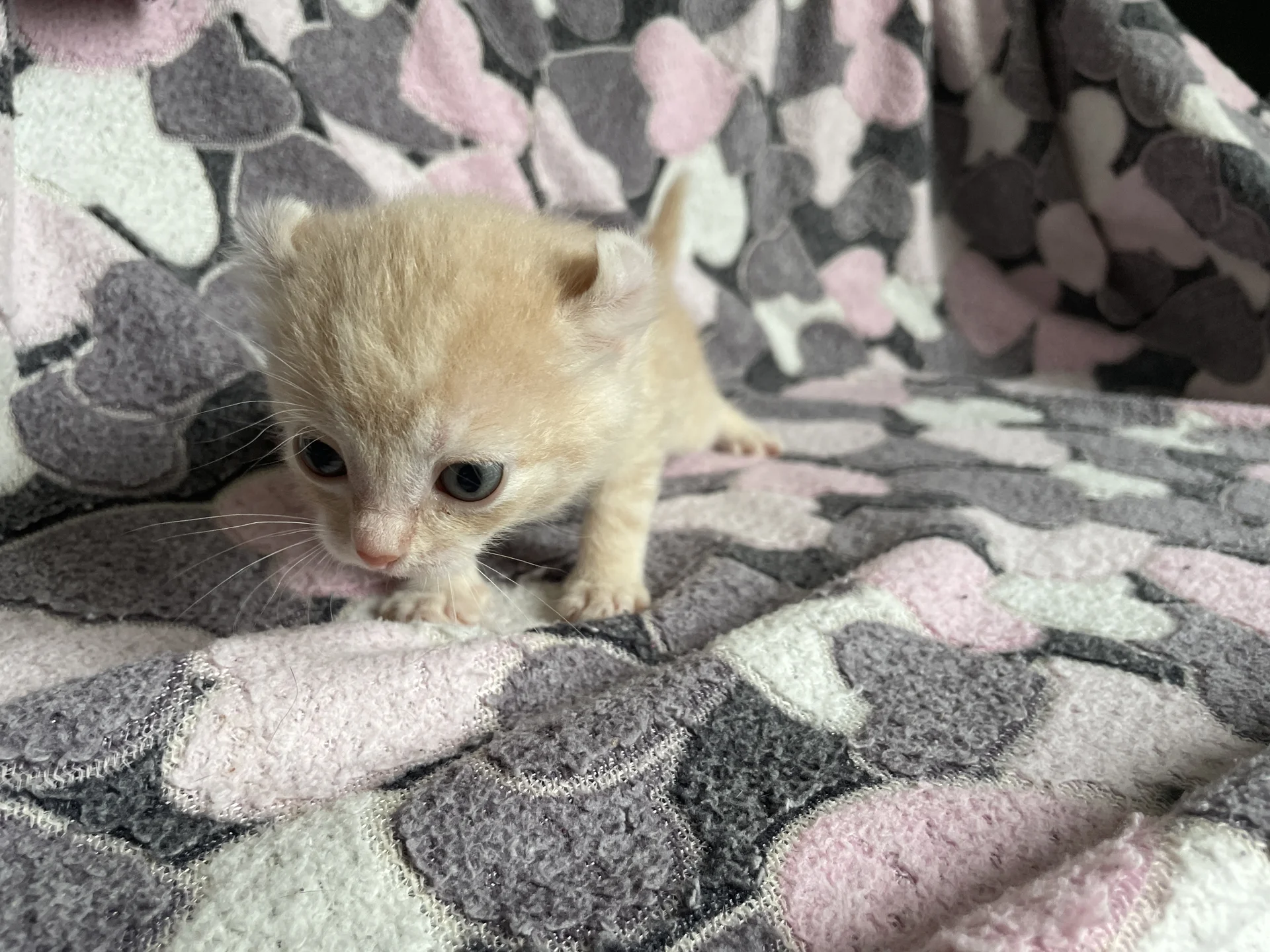 Американский керл котенок - миниатюра 3