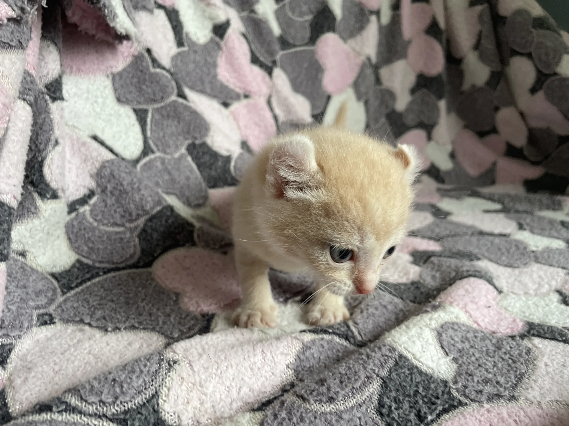 Американский керл котенок - миниатюра 2