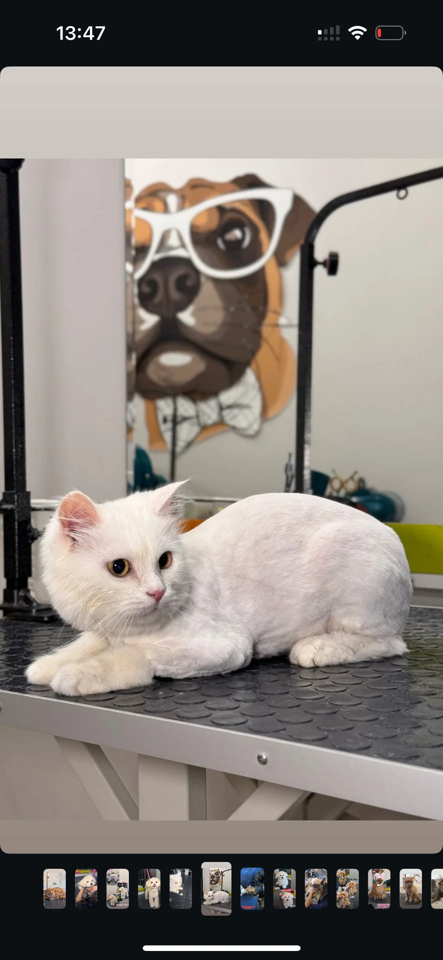 стрижка кошек под🦁 - миниатюра 4