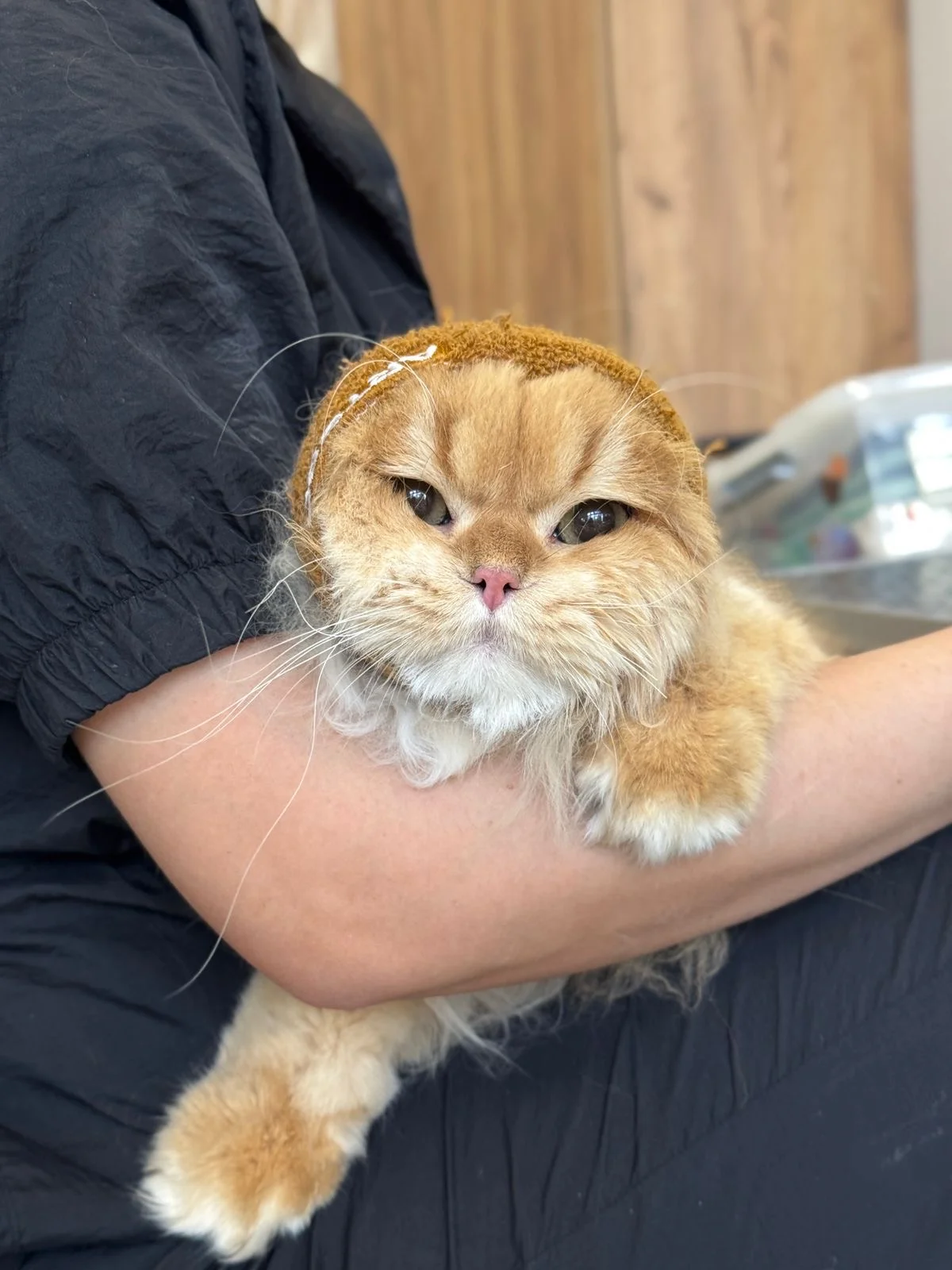 стрижка кошек под🦁 - миниатюра 8