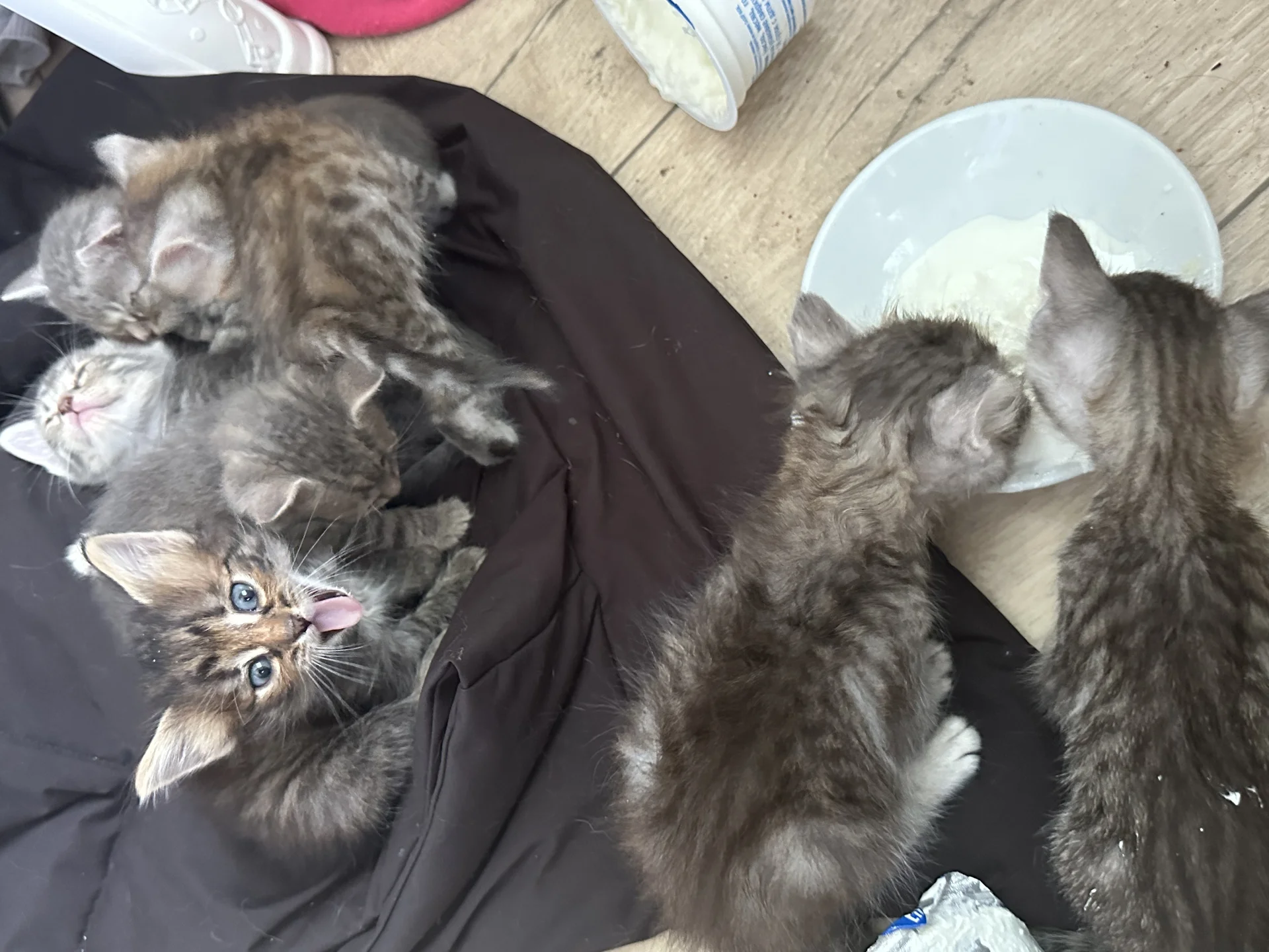 котята бесплатно