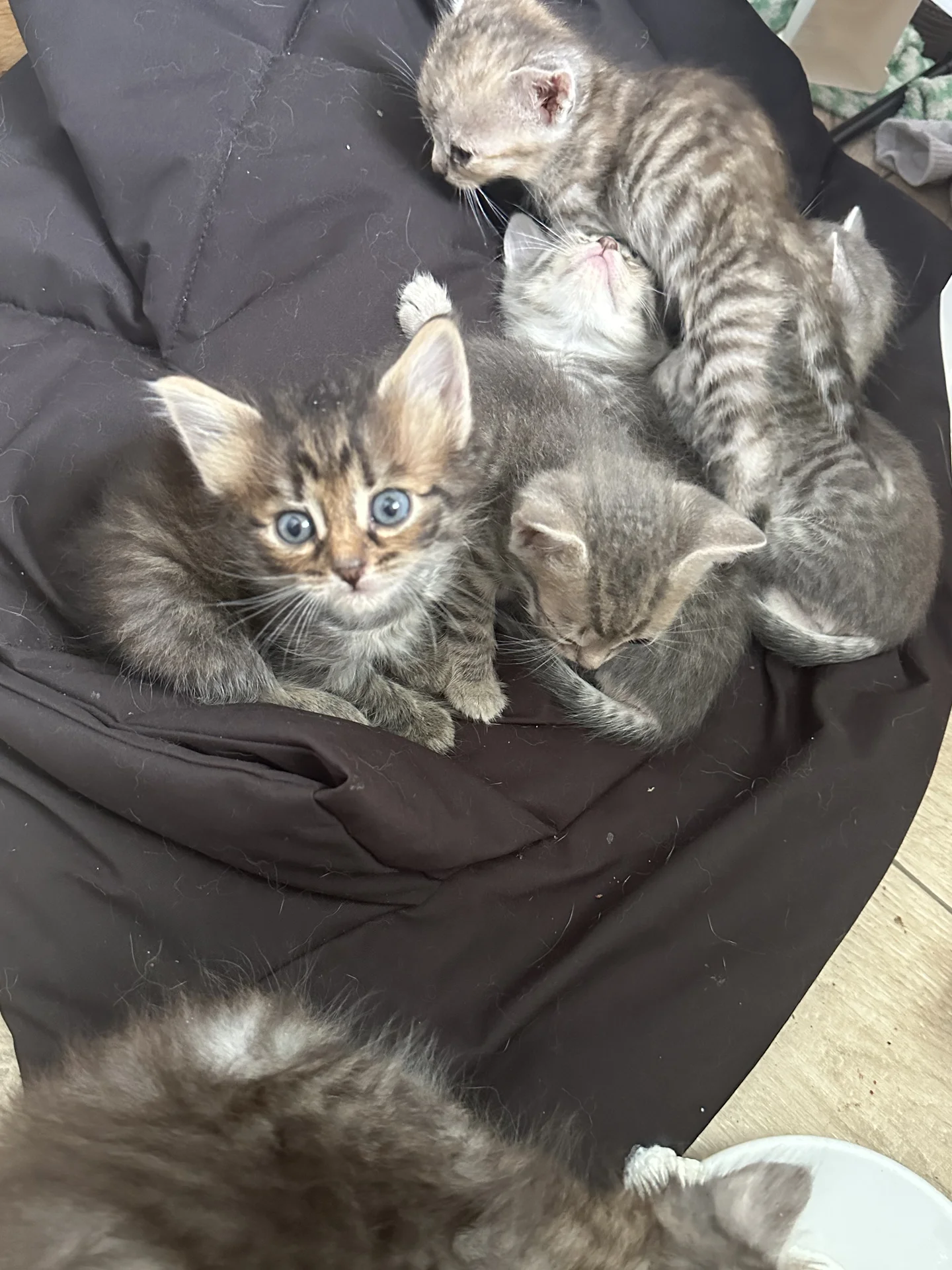 котята бесплатно - миниатюра 2