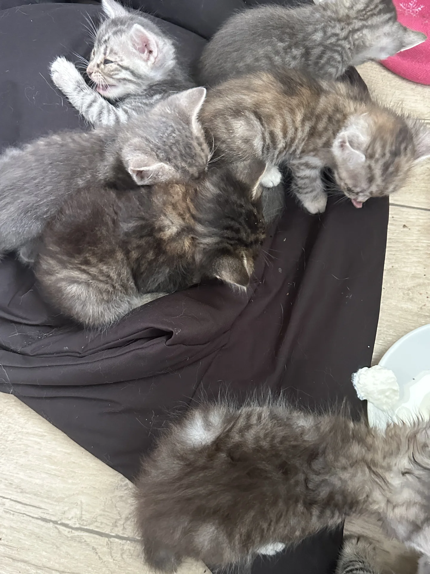 котята бесплатно - миниатюра 3