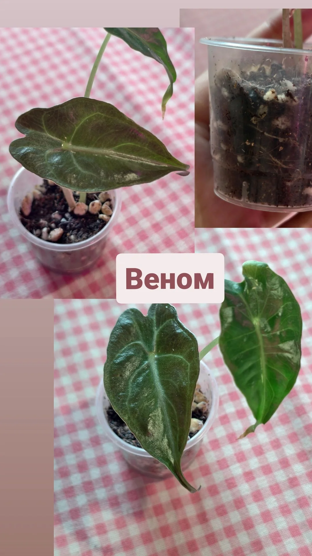Алоказия Веном и Локо - изображение 1