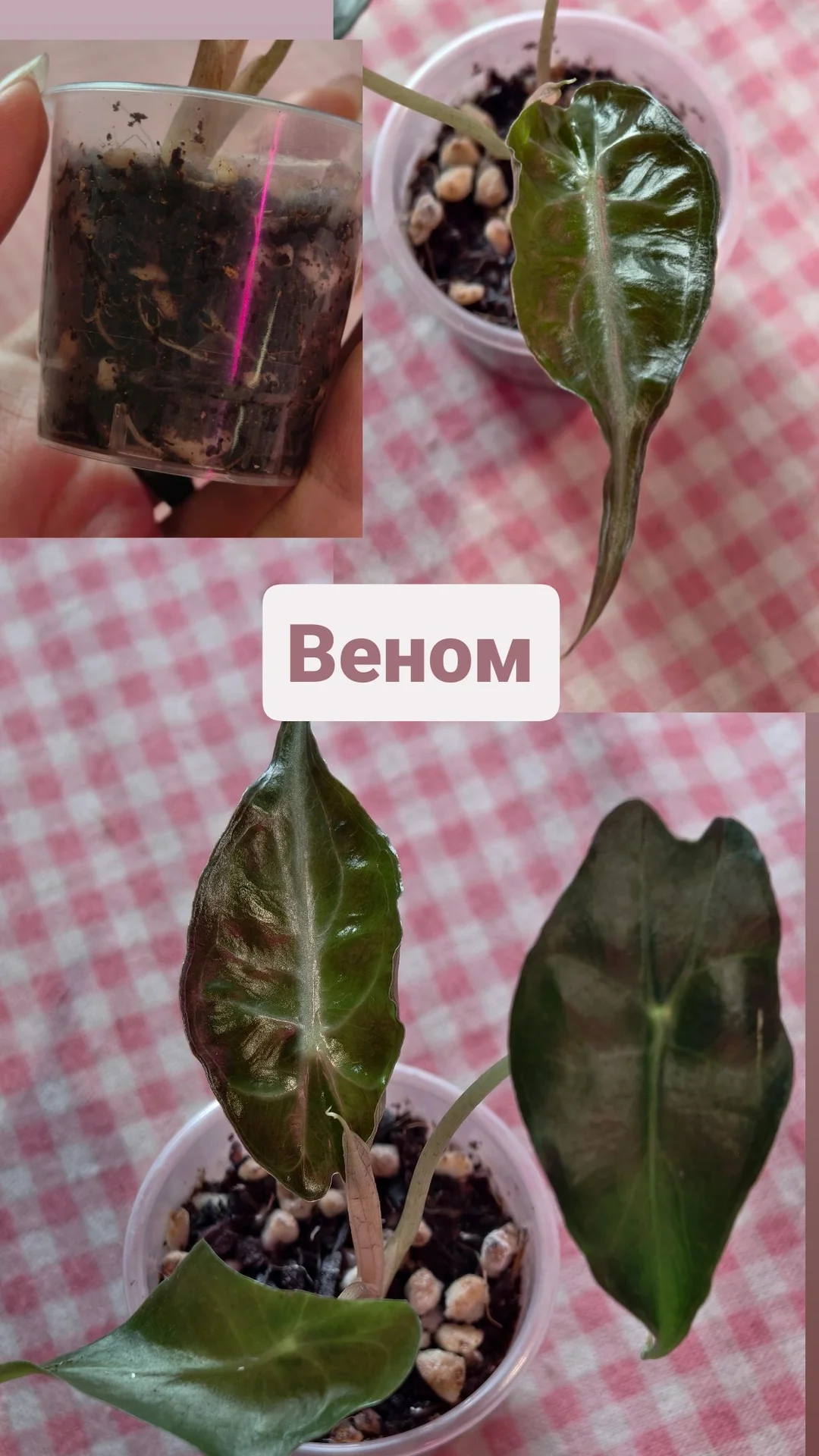 Алоказия Веном и Локо - миниатюра 2