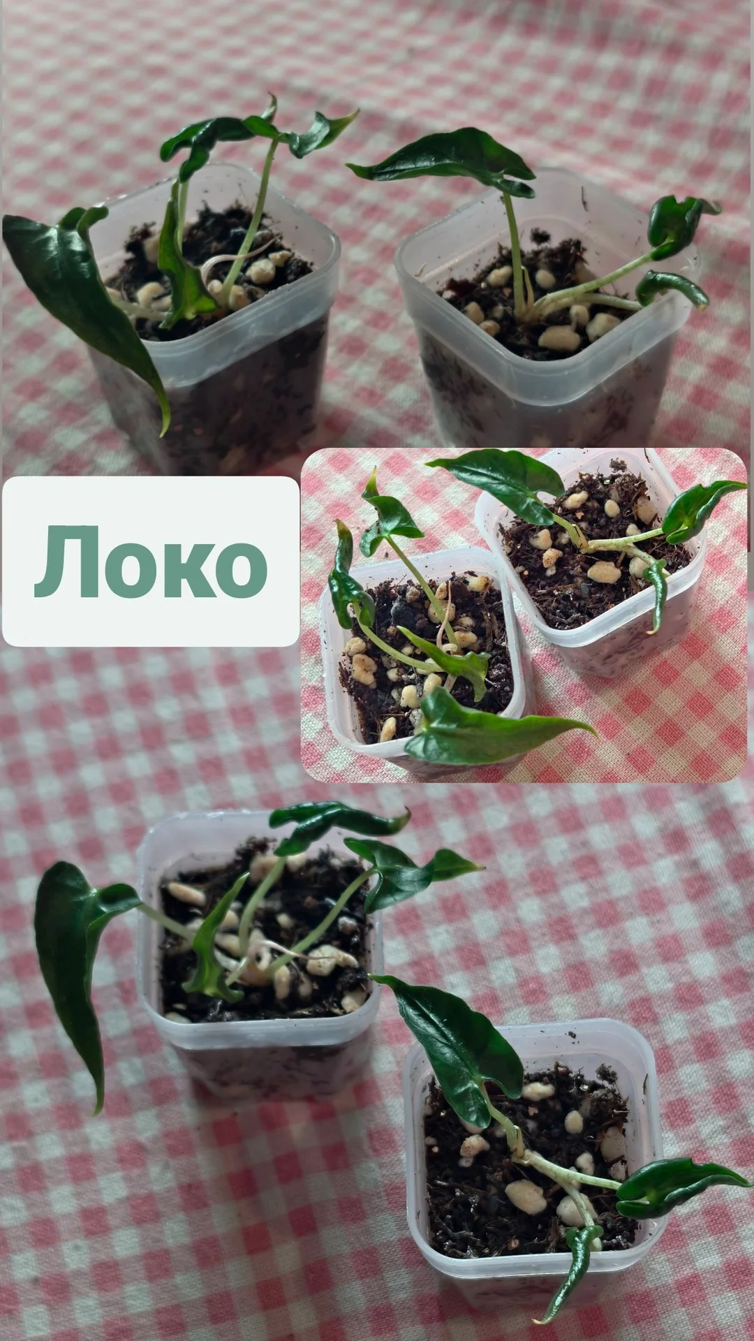 Алоказия Веном и Локо - миниатюра 3