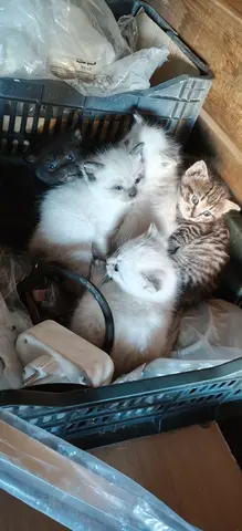 Котята на улице, в добрые руки