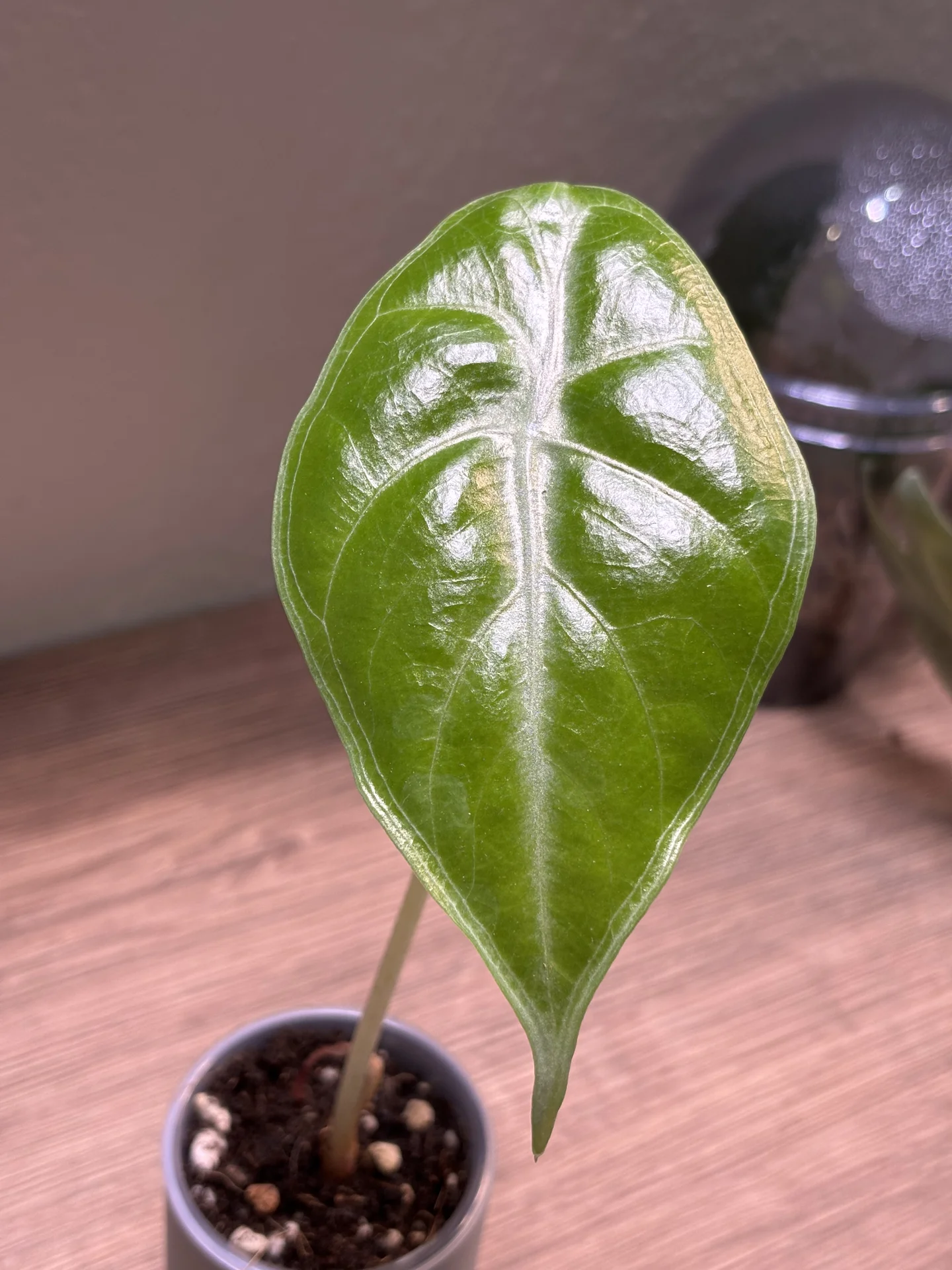 Алоказия кортхалси