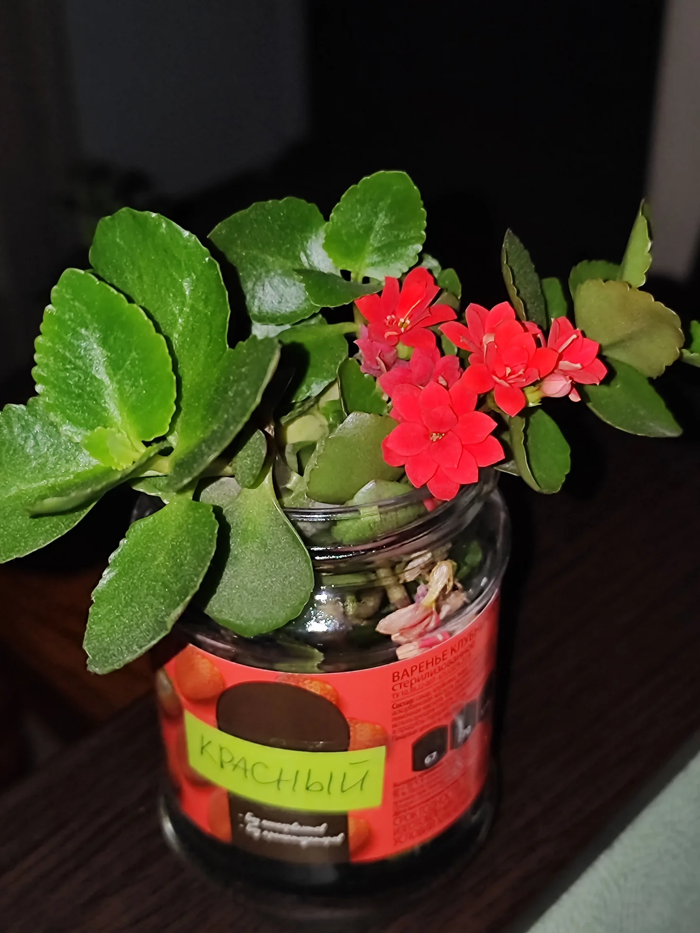 Каланхое Блоссфельда - изображение 1