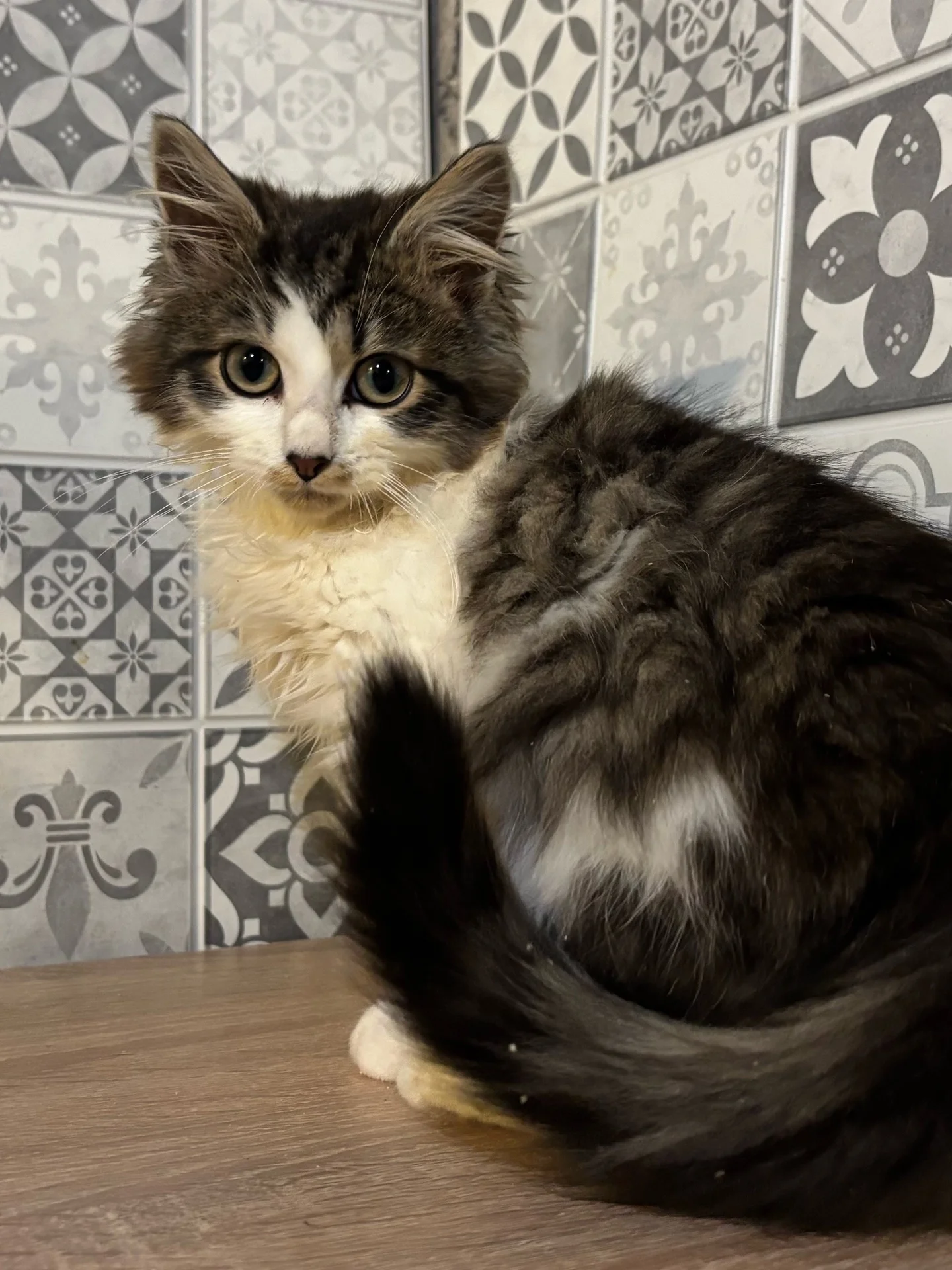 котенок, кот - миниатюра 2