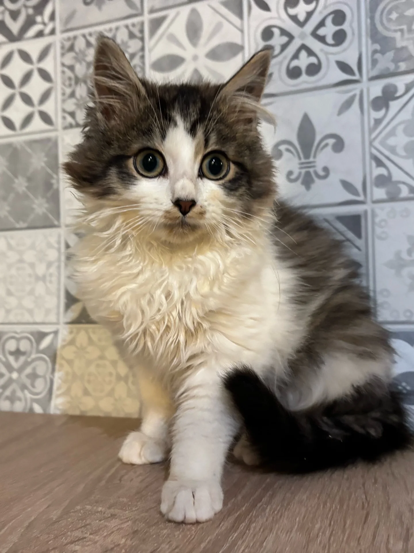 котенок, кот - миниатюра 3