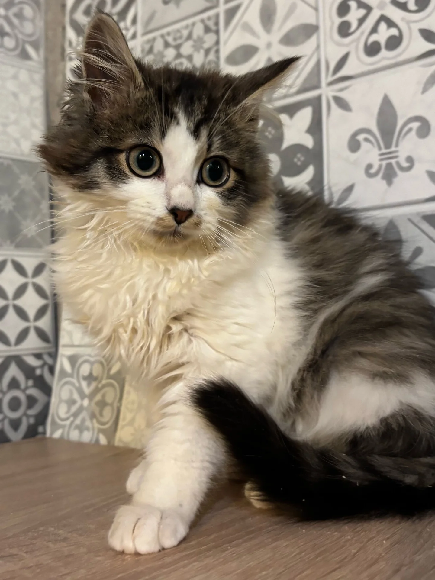 котенок, кот - миниатюра 4