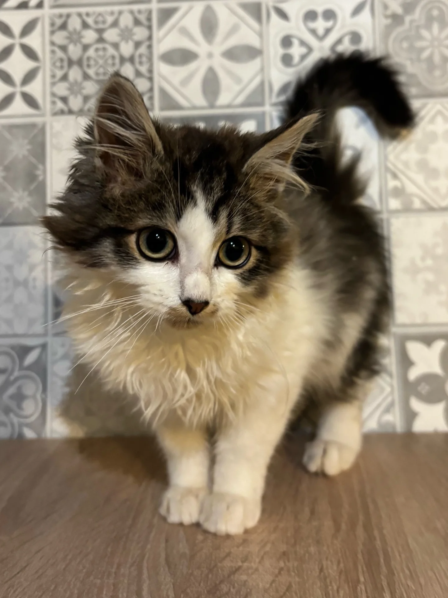 котенок, кот - миниатюра 5