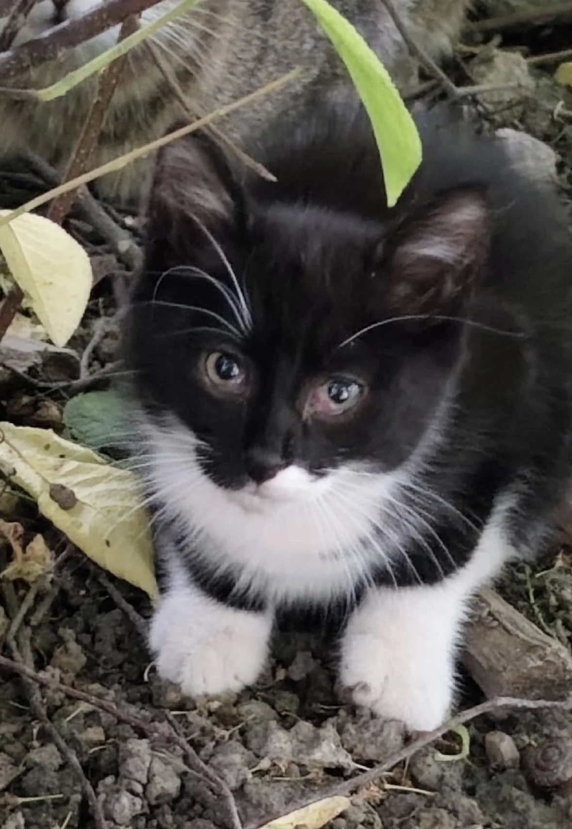 котенок, кот - миниатюра 2
