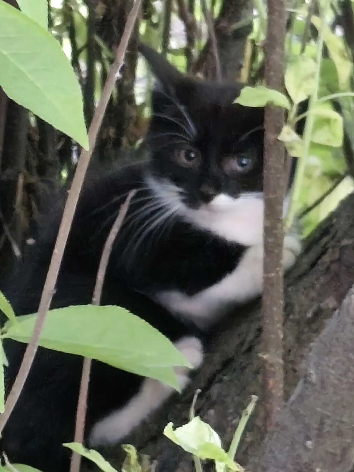 котенок, кот - миниатюра 3
