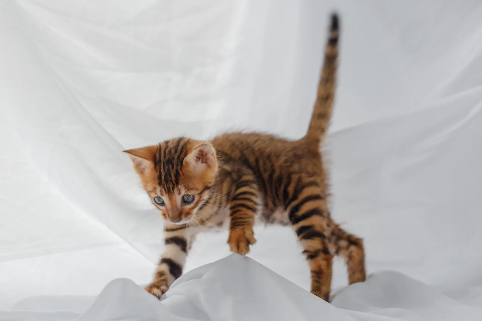 котенок тойгер - миниатюра 6