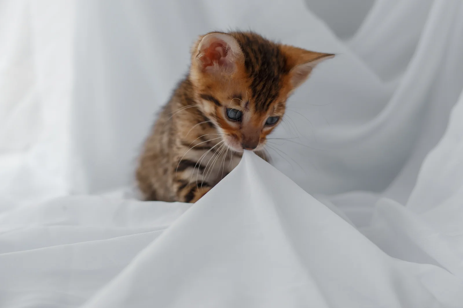 котенок тойгер - миниатюра 3