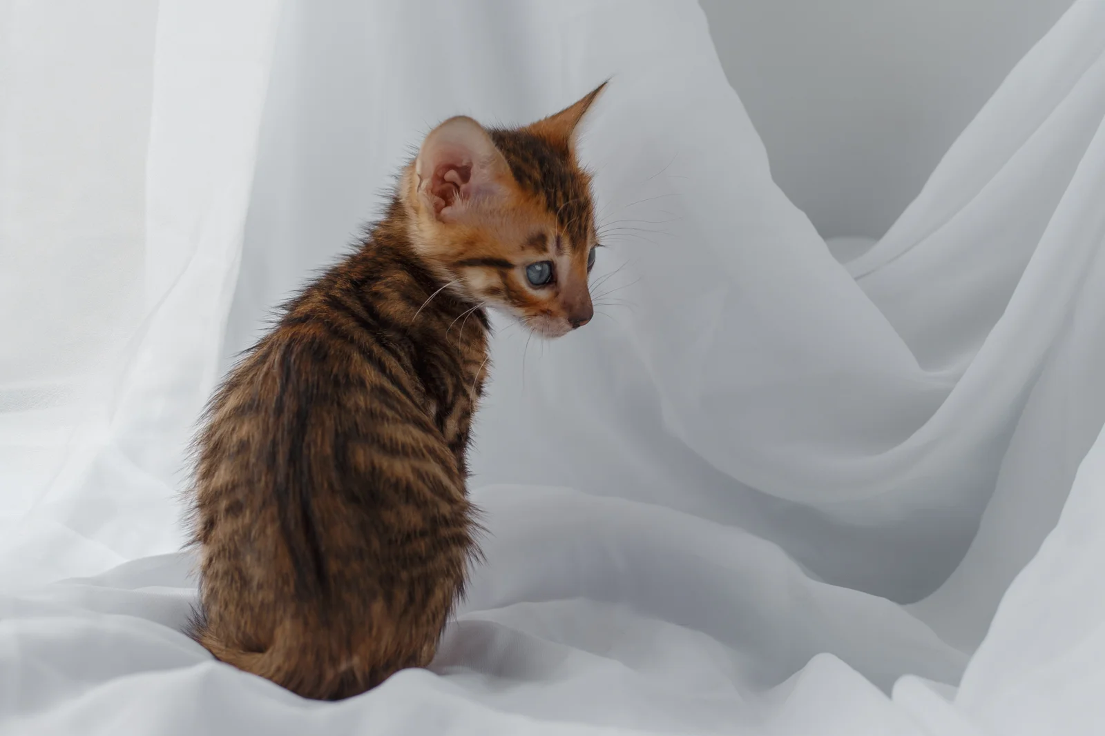 котенок тойгер - изображение 1