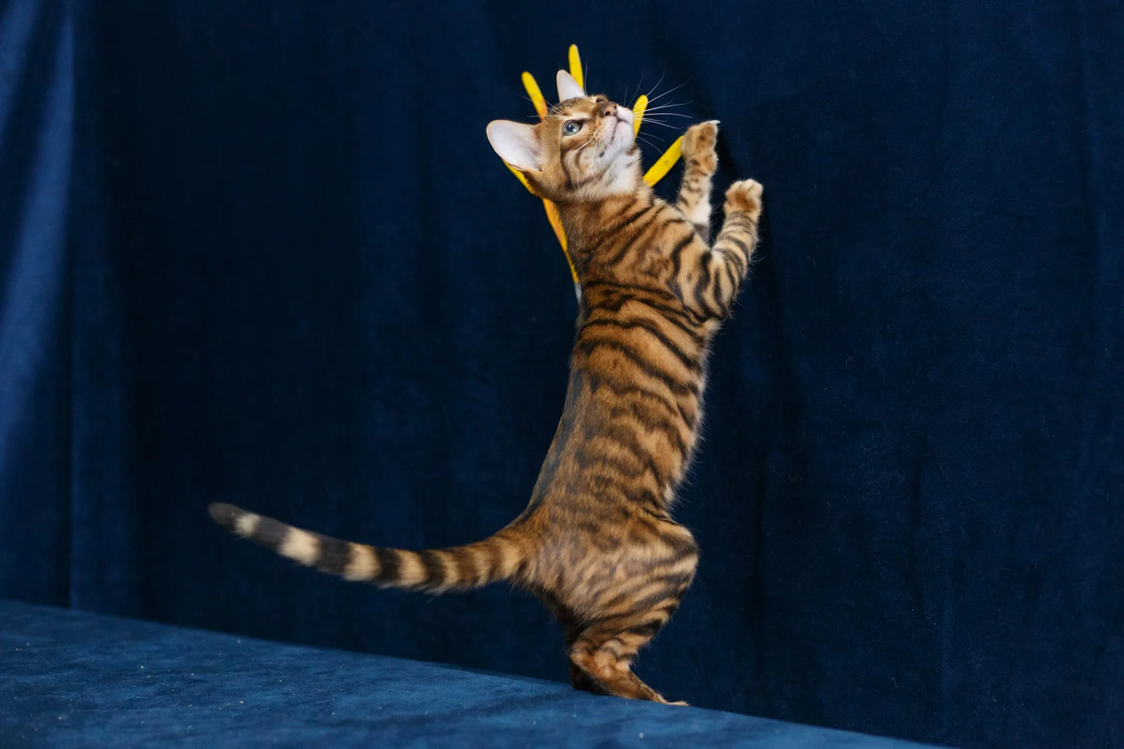 котенок тойгер - миниатюра 4