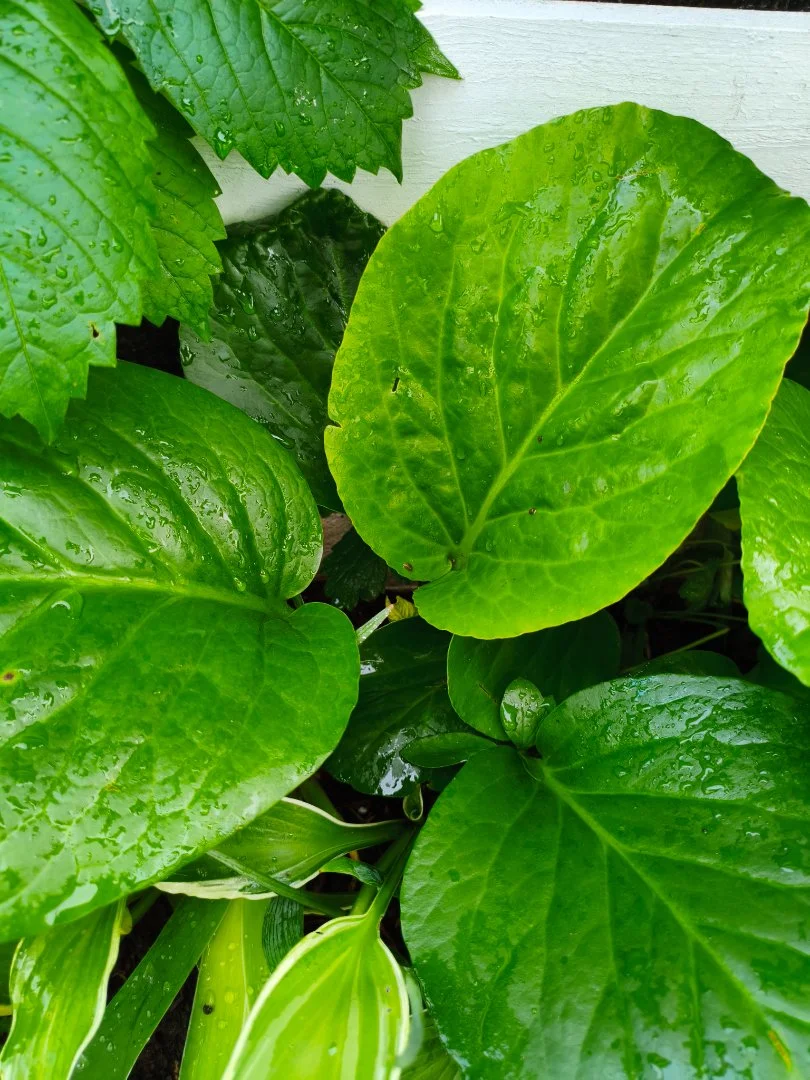 Бадан сердцелистный (Bergenia cordifolia) с окс - изображение 1