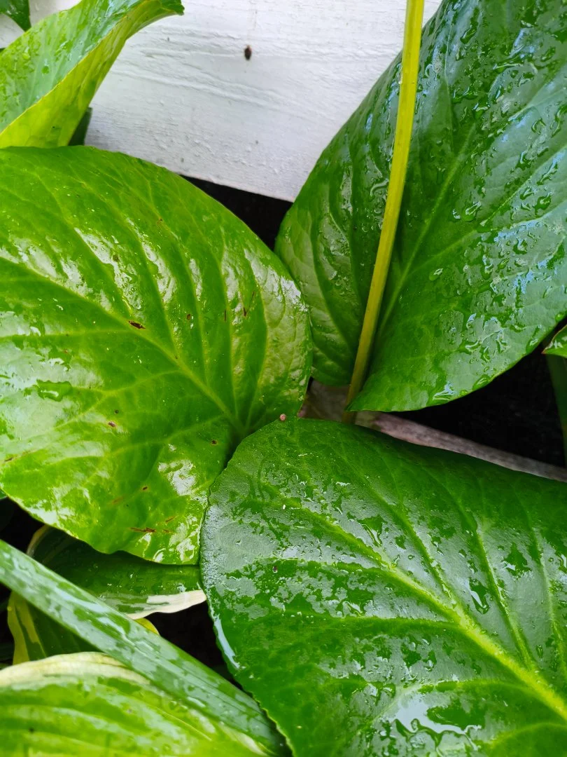 Бадан сердцелистный (Bergenia cordifolia) с окс - миниатюра 2