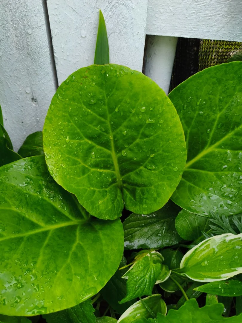 Бадан сердцелистный (Bergenia cordifolia) с окс - миниатюра 3