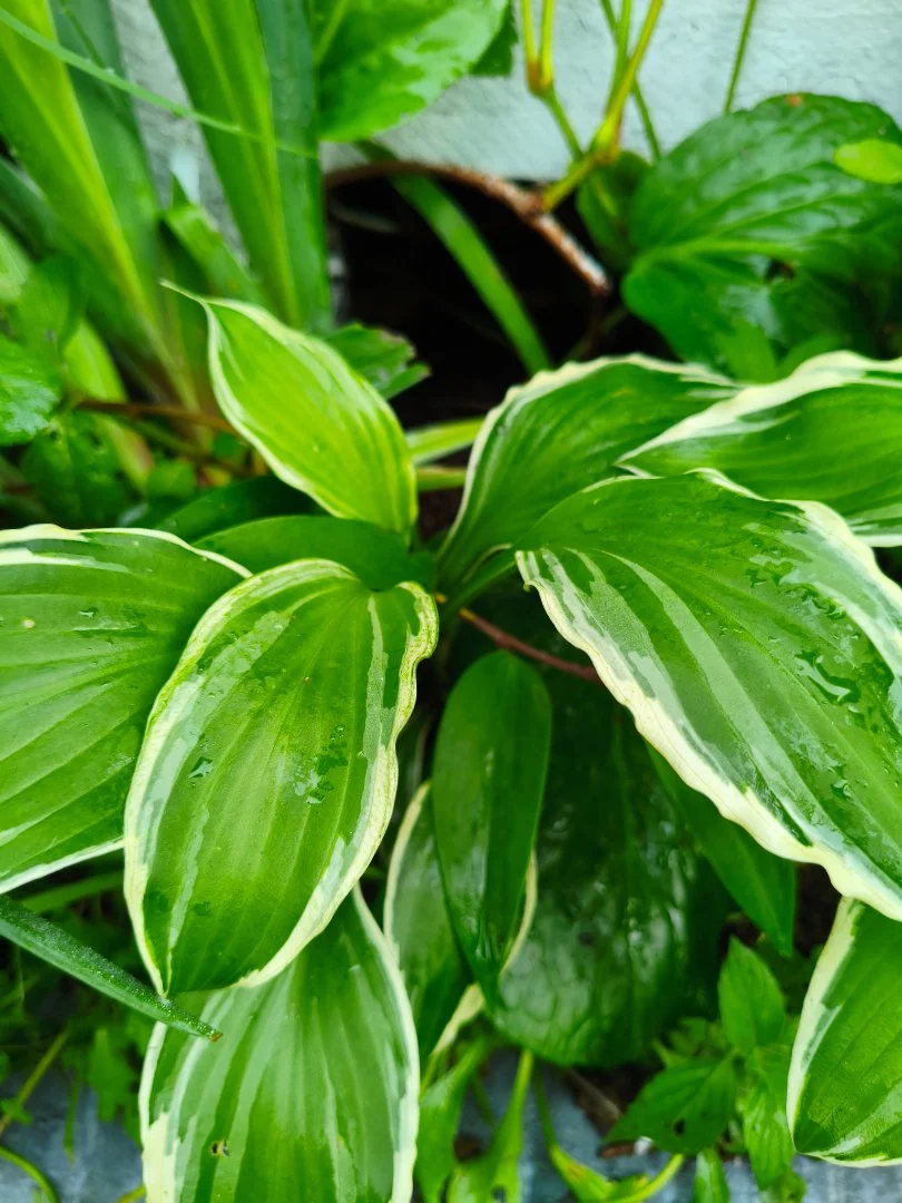 Хоста Альбомаргината (Hosta Albomarginata) с окс - изображение 1