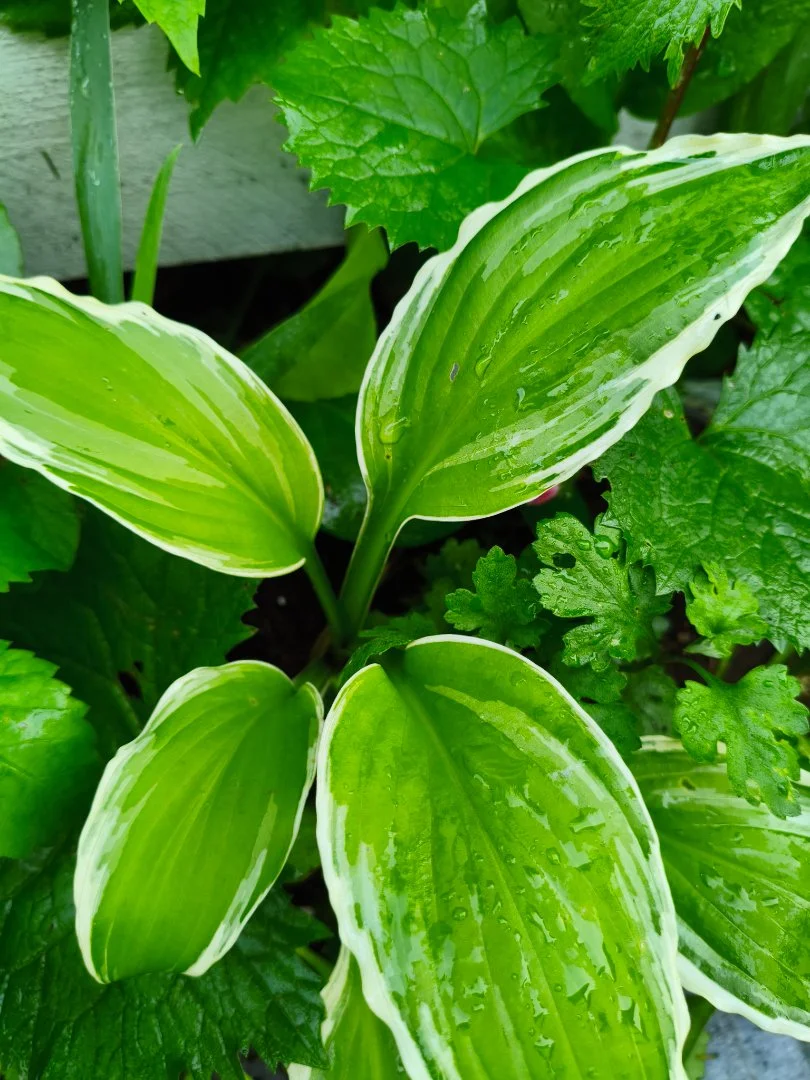 Хоста Альбомаргината (Hosta Albomarginata) с окс - миниатюра 2
