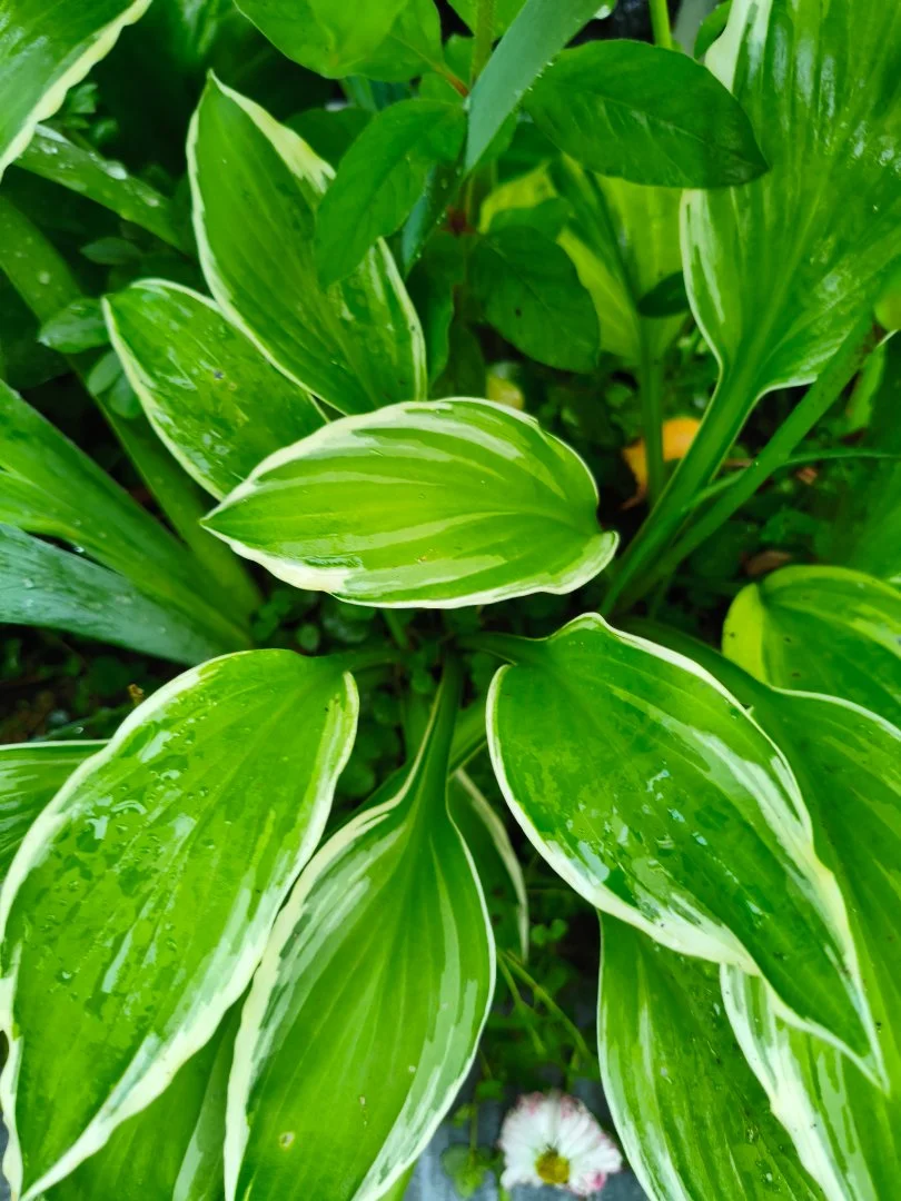 Хоста Альбомаргината (Hosta Albomarginata) с окс - миниатюра 3