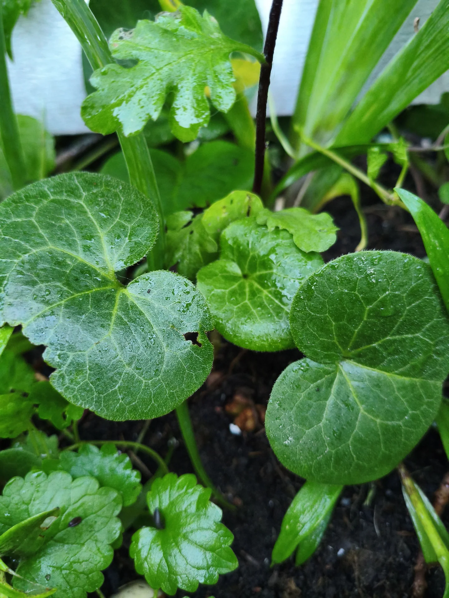 Копытень европейский (Asarum europaeum) - миниатюра 2