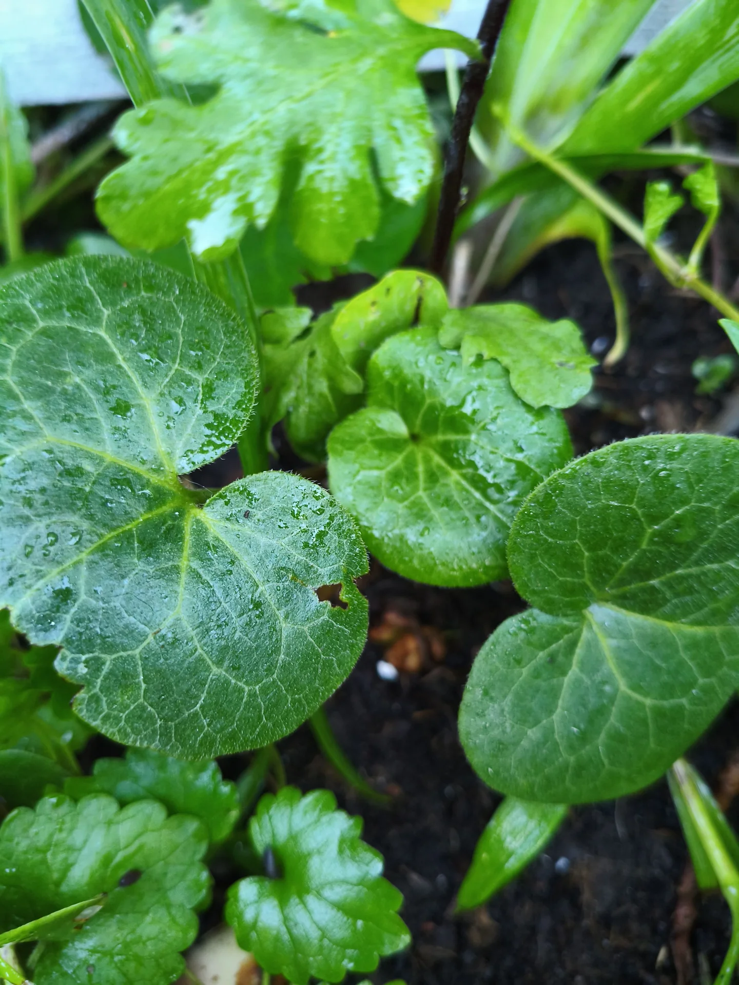 Копытень европейский (Asarum europaeum) - миниатюра 3