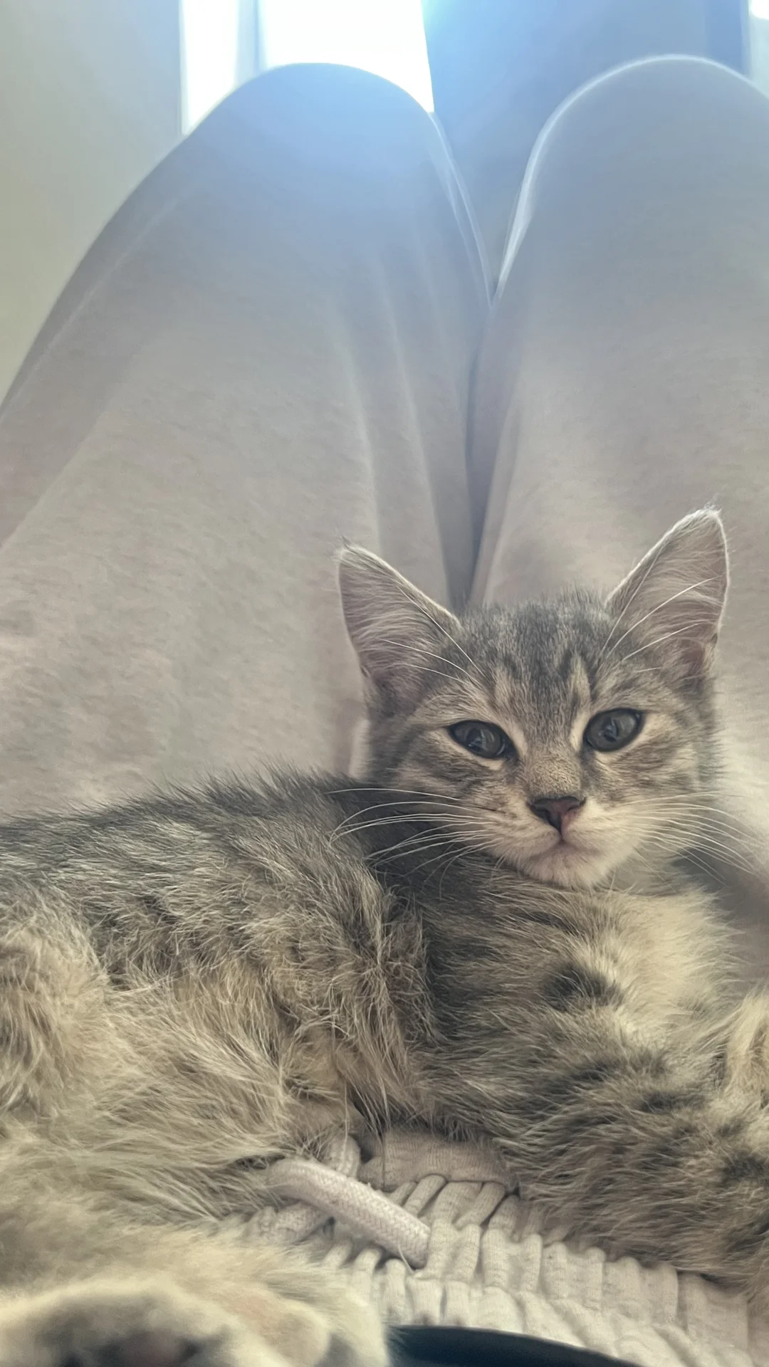 котик - миниатюра 2