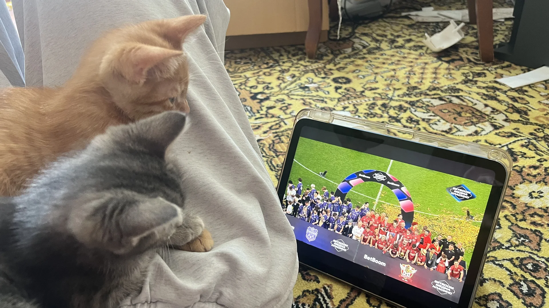 котик - миниатюра 3