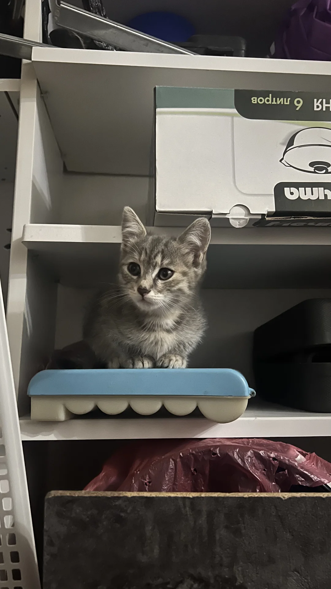 котик - миниатюра 4
