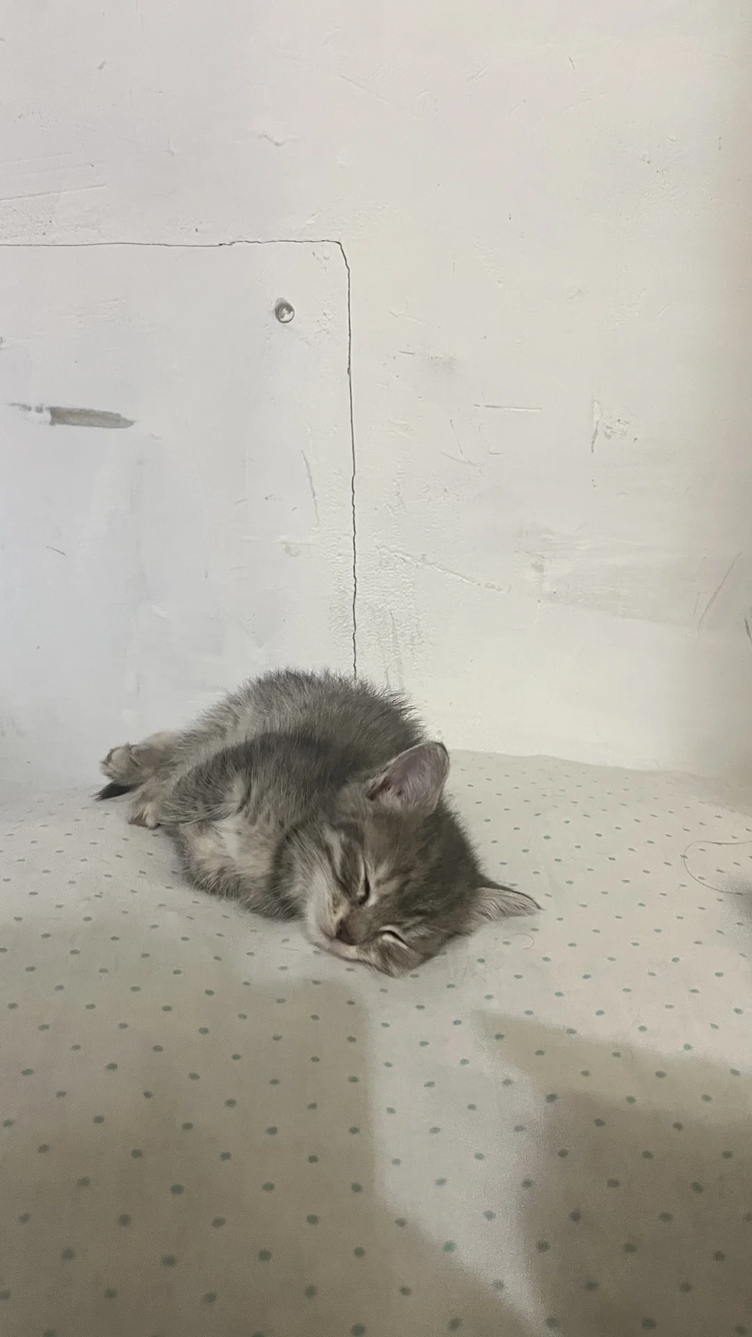 котик - миниатюра 8