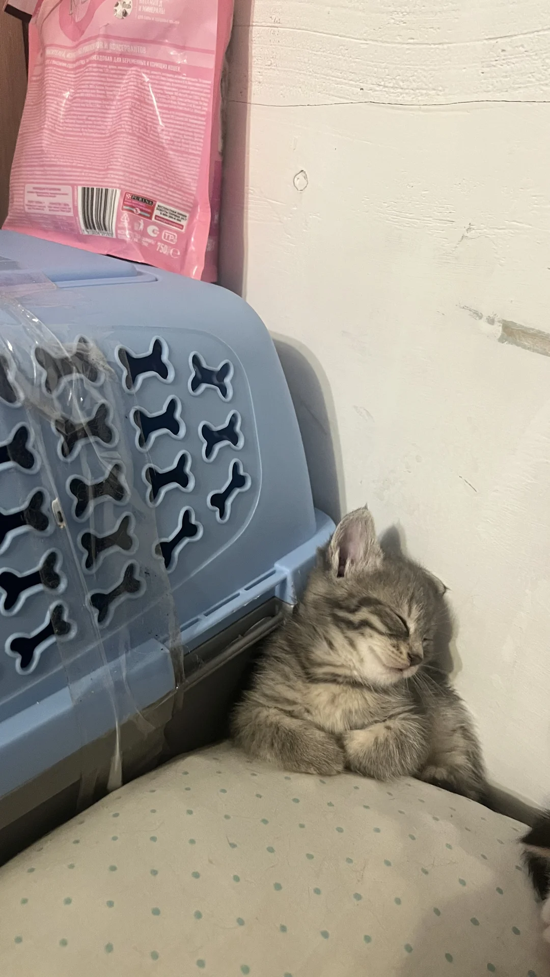 котик - миниатюра 9