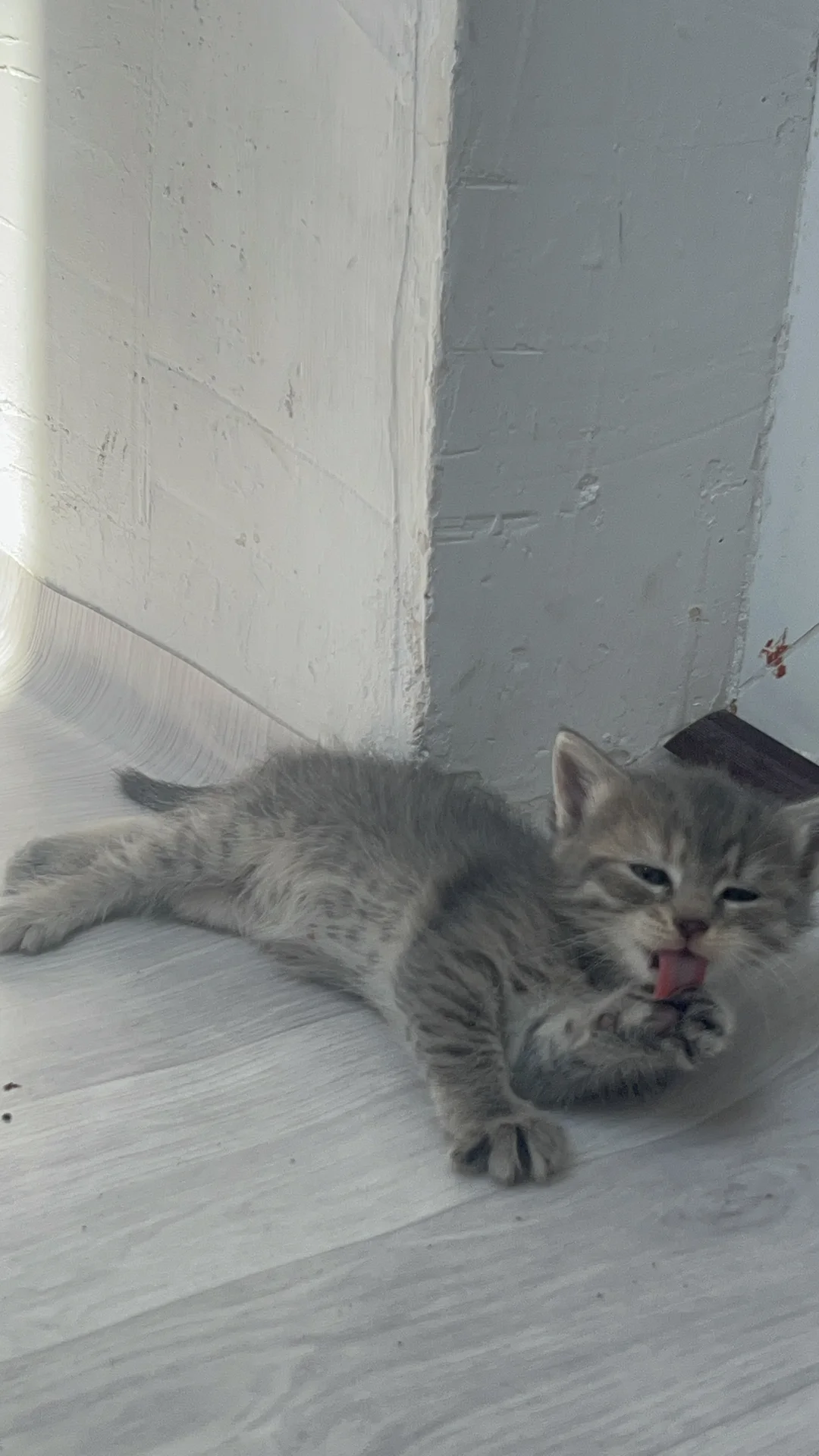 котик - миниатюра 11