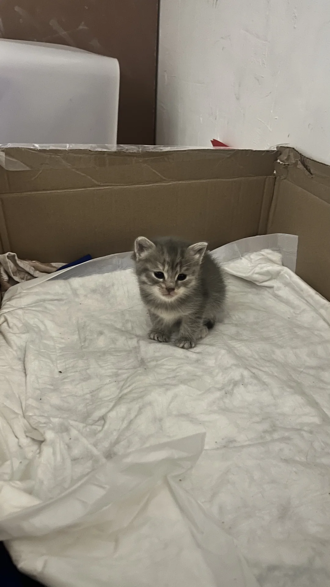 котик - миниатюра 12