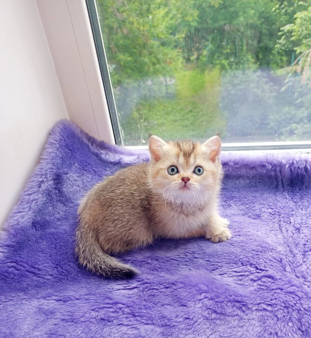 Шотландские котята