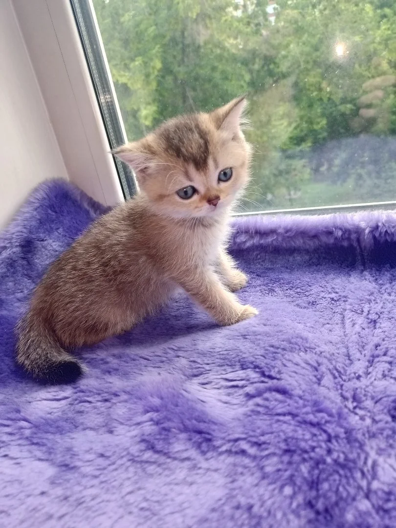 Шотландские котята - миниатюра 3