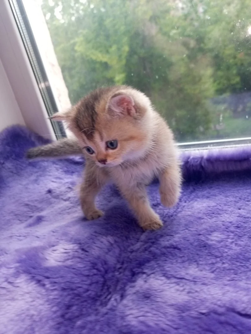 Шотландские котята - миниатюра 4